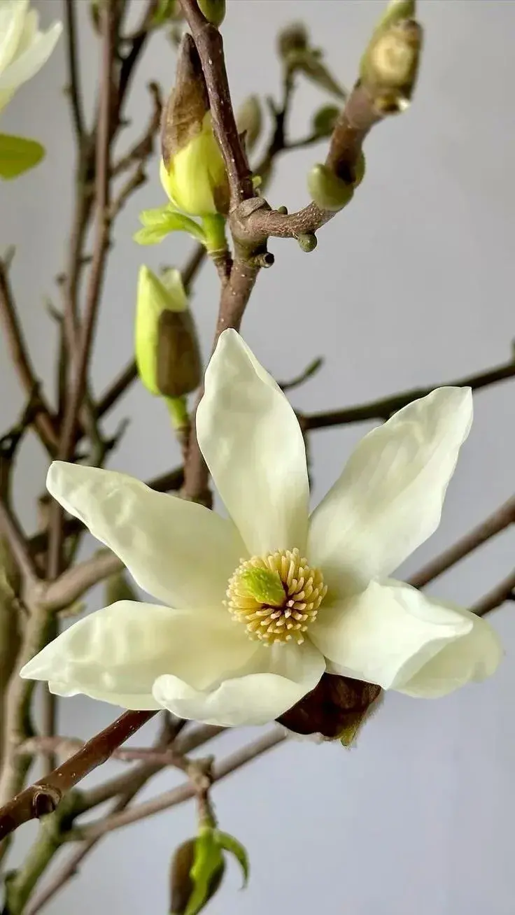 Нежное утро